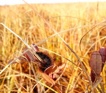 Пушистая жительница болот