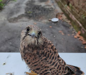 Мышонка не найдется?