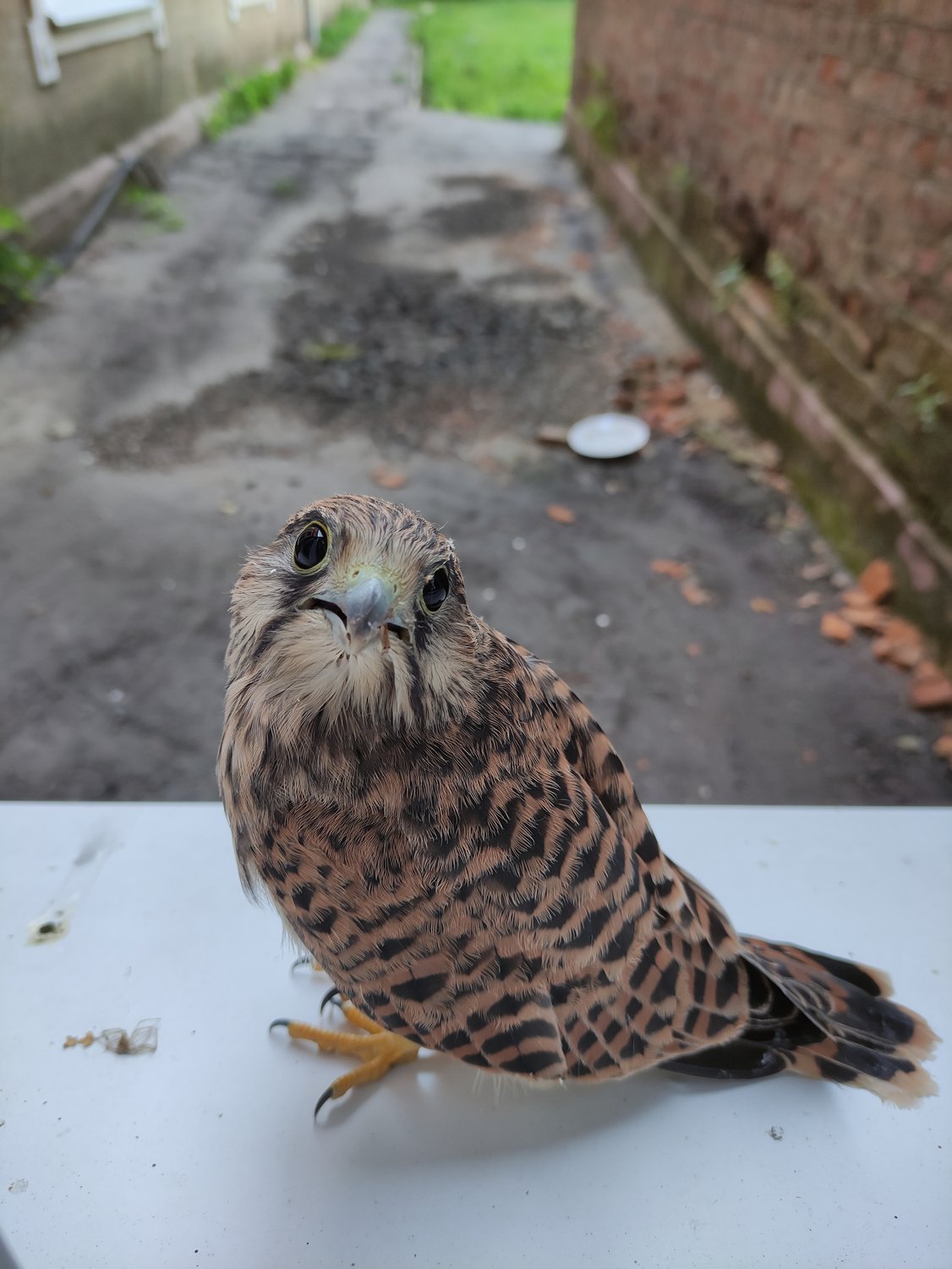 Мышонка не найдется?