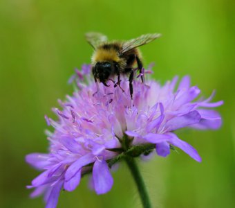 Пчела на цветке