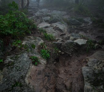 Среди каменных джунглей