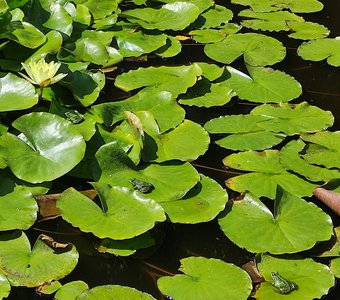 Поклонение Звезде