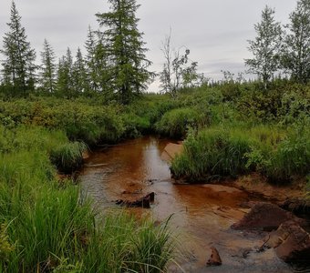 Речка в ЯНАО летом