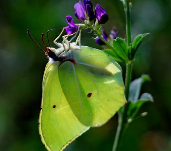 Бабочка и цветок
