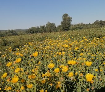 Море цветов