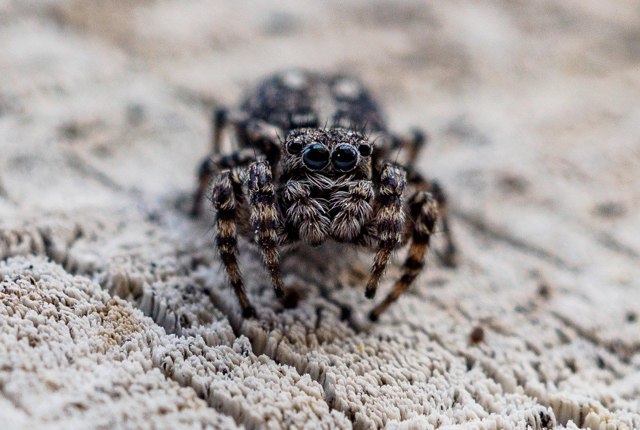 Ситтикус буравчатый — паук из семейства пауков-скакунчиков