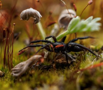 Зелотес подземный из семейства гнафозид - наземных пауков