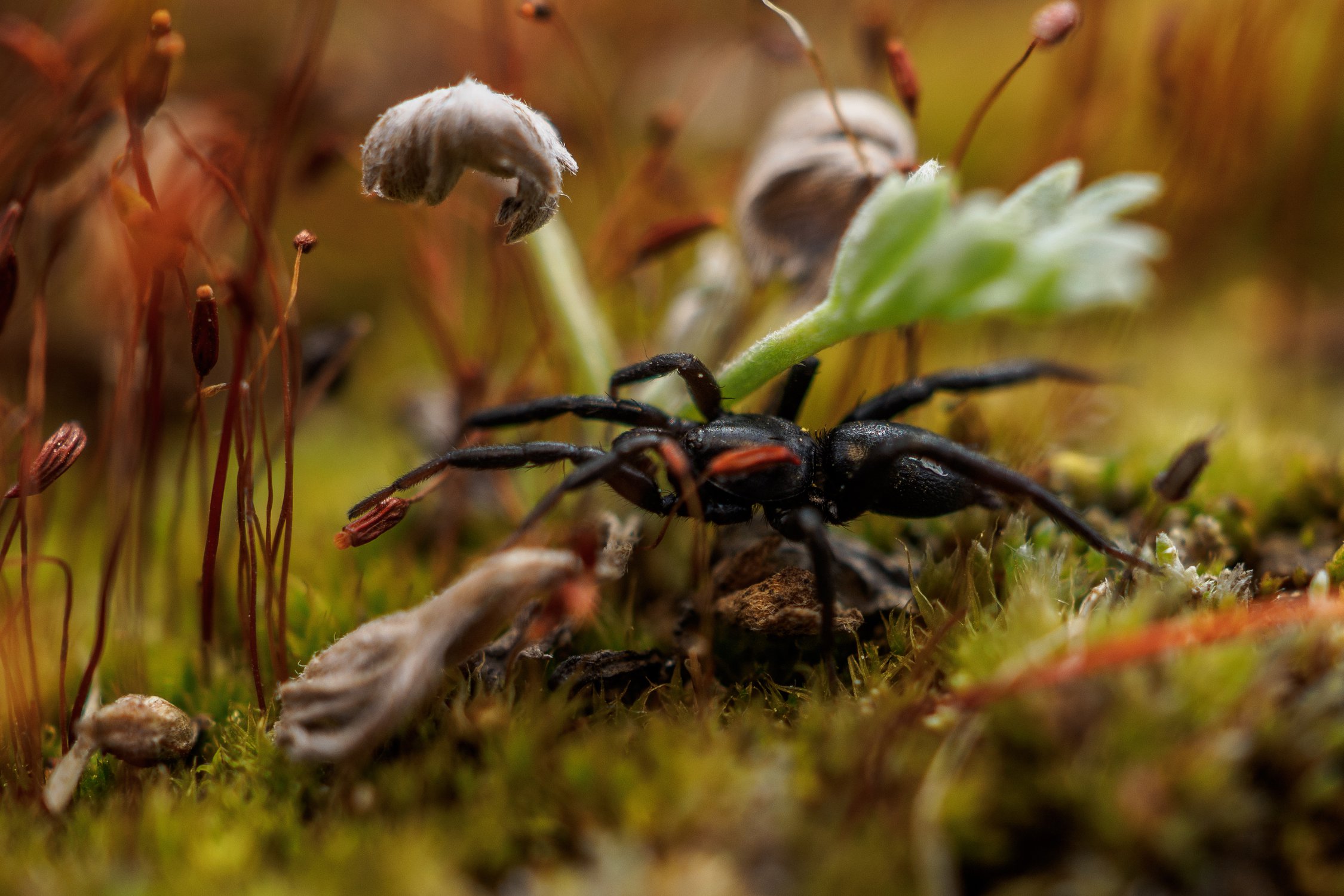 Зелотес подземный из семейства гнафозид — наземных пауков