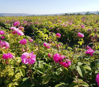 Розовое лето в Тургеневке