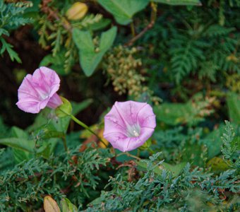 Огоньки в лесу