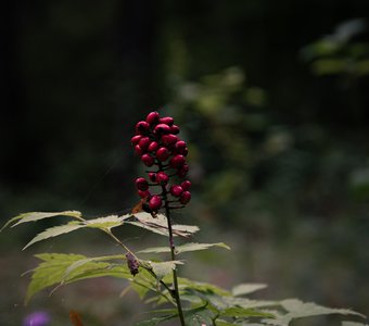 Воронец красноплодный