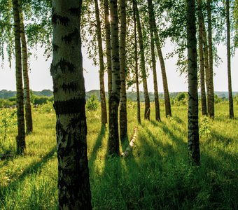 Берёзовая роща в лучах заката