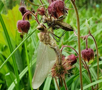 Aeschna grandis