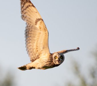 Болотная сова