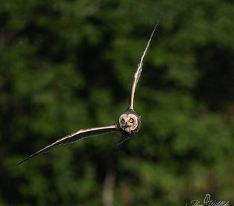 Болотная сова