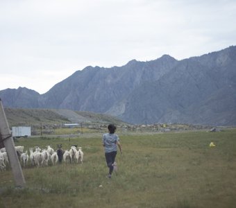 A nerd of goats in the Altai outback
