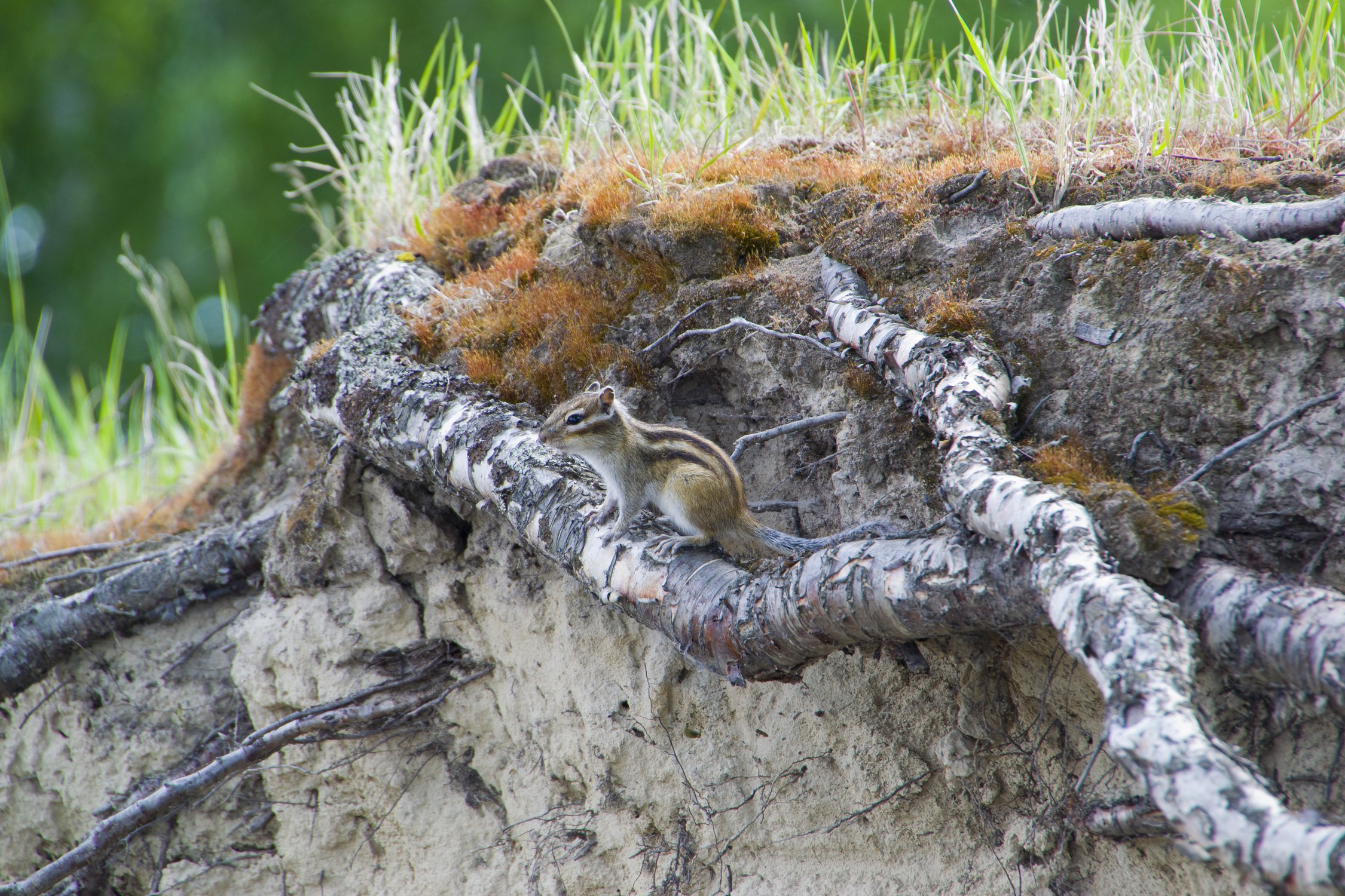 Чудо на корнях.