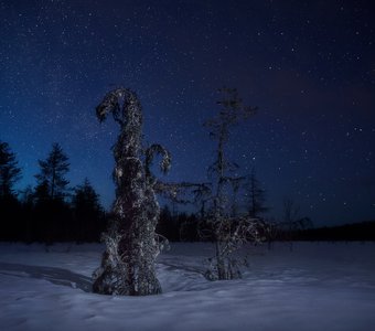 Старики и звёздная ночь