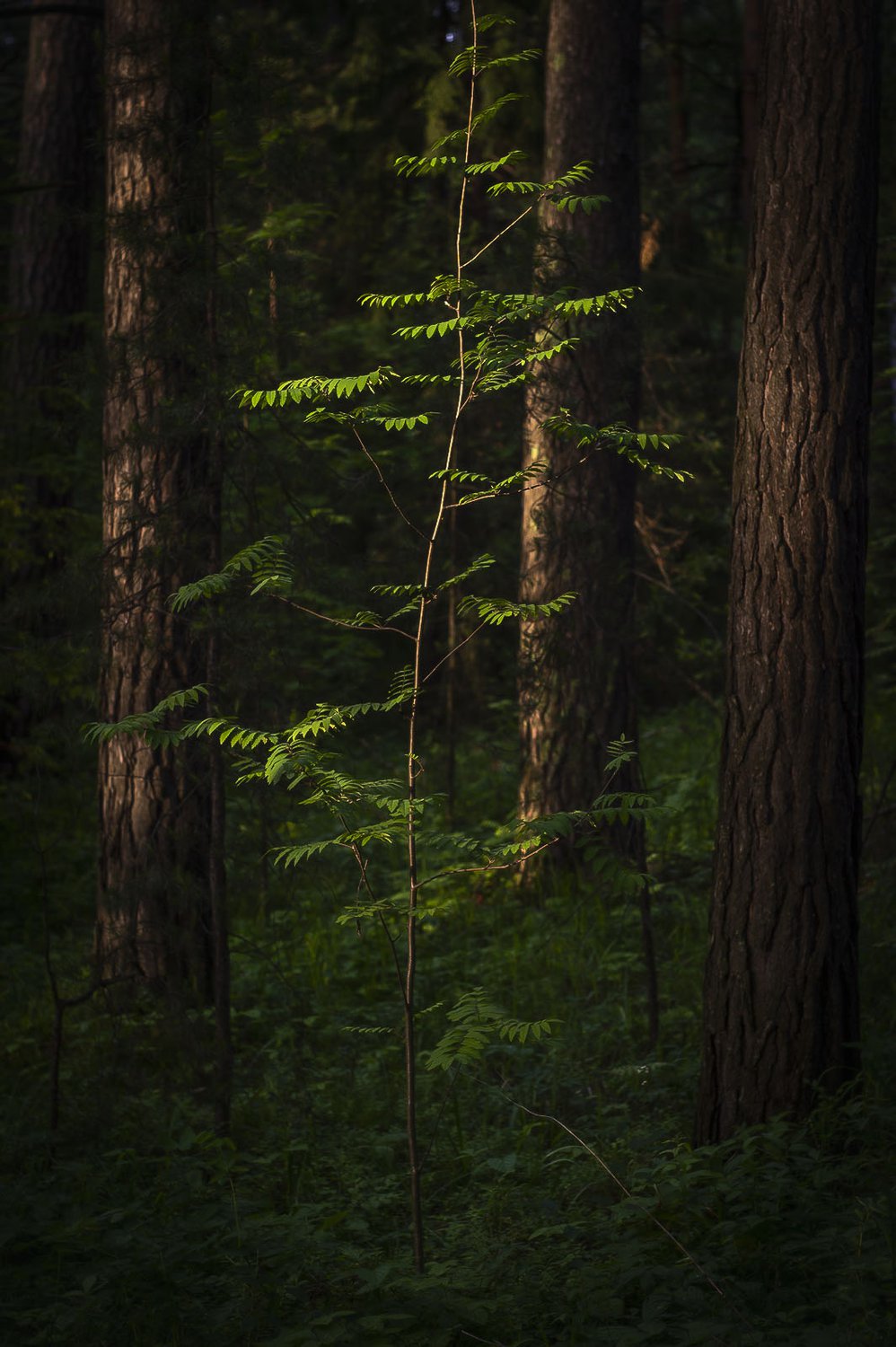 После недели дождей на миг перед сумерками выглянуло солнце