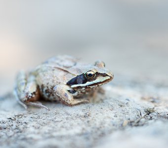 Остромордая лягушка