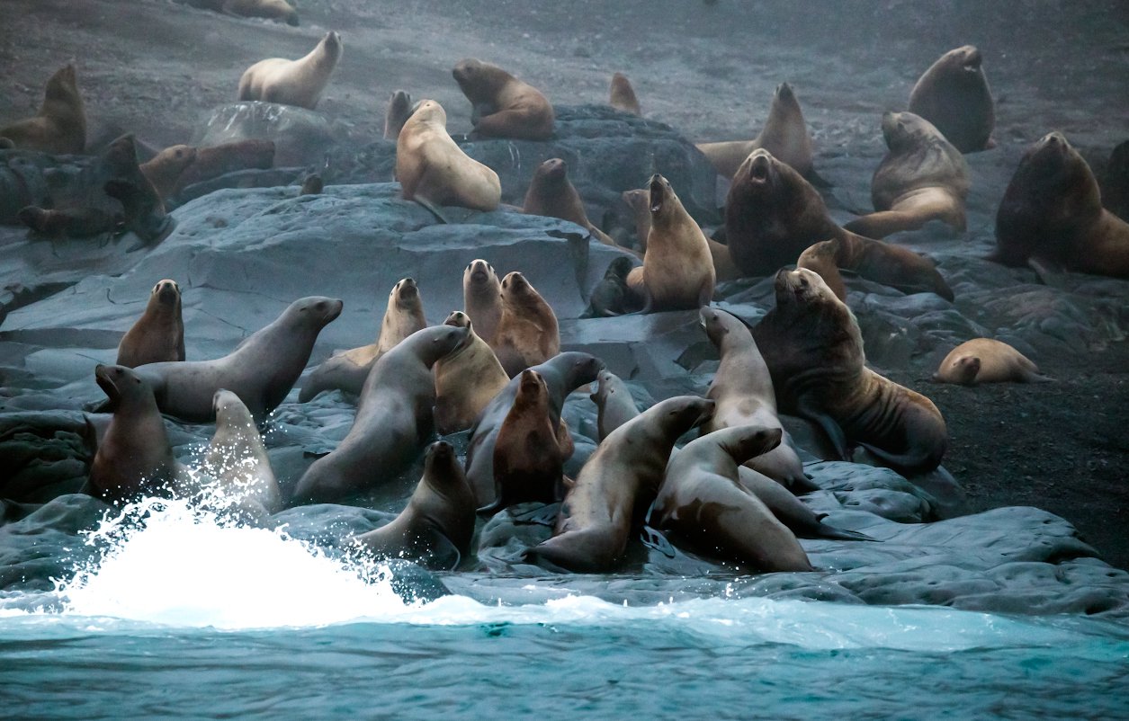 Сивучи с острова Райкоке.