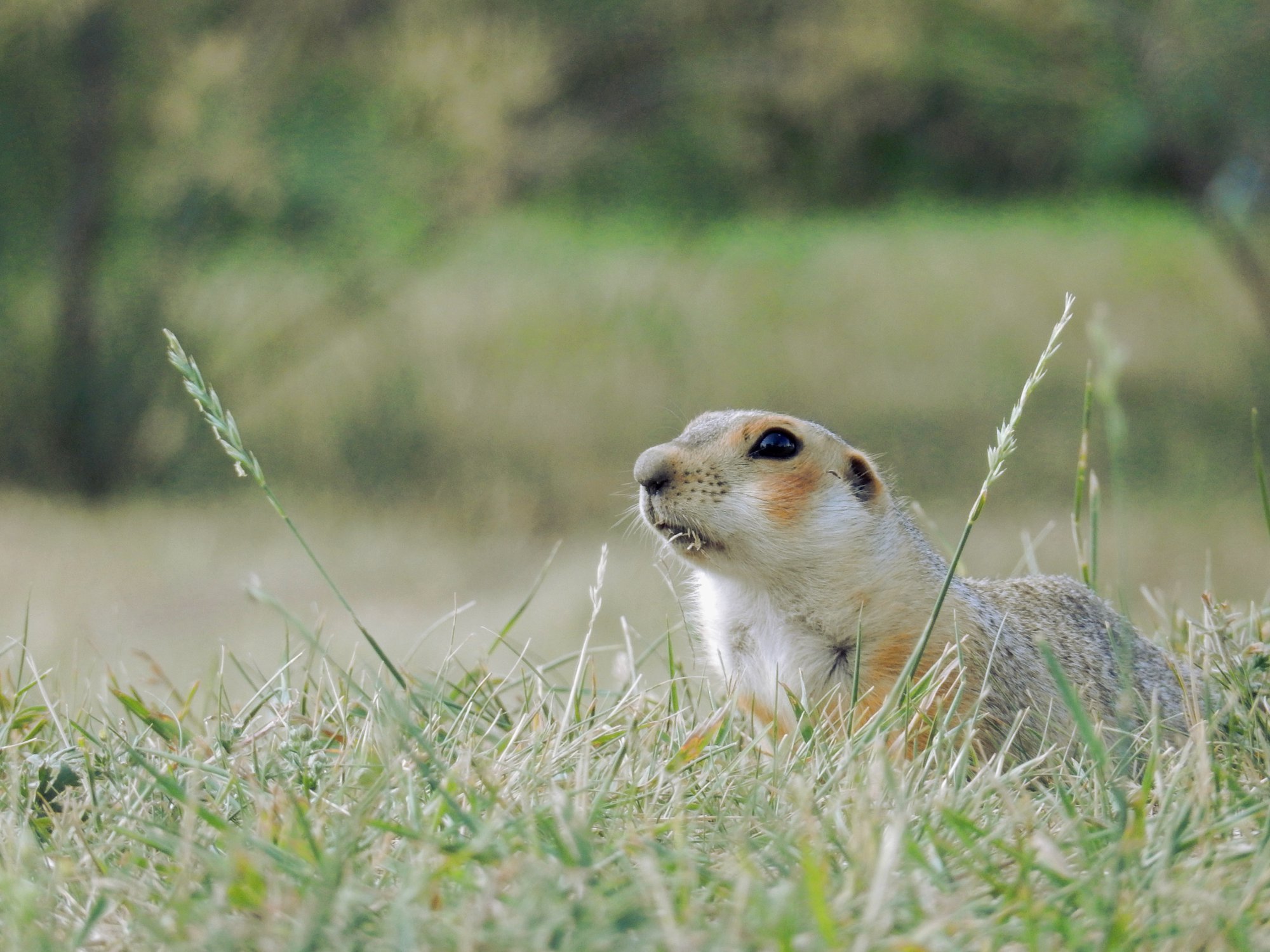Над норой в колосьях