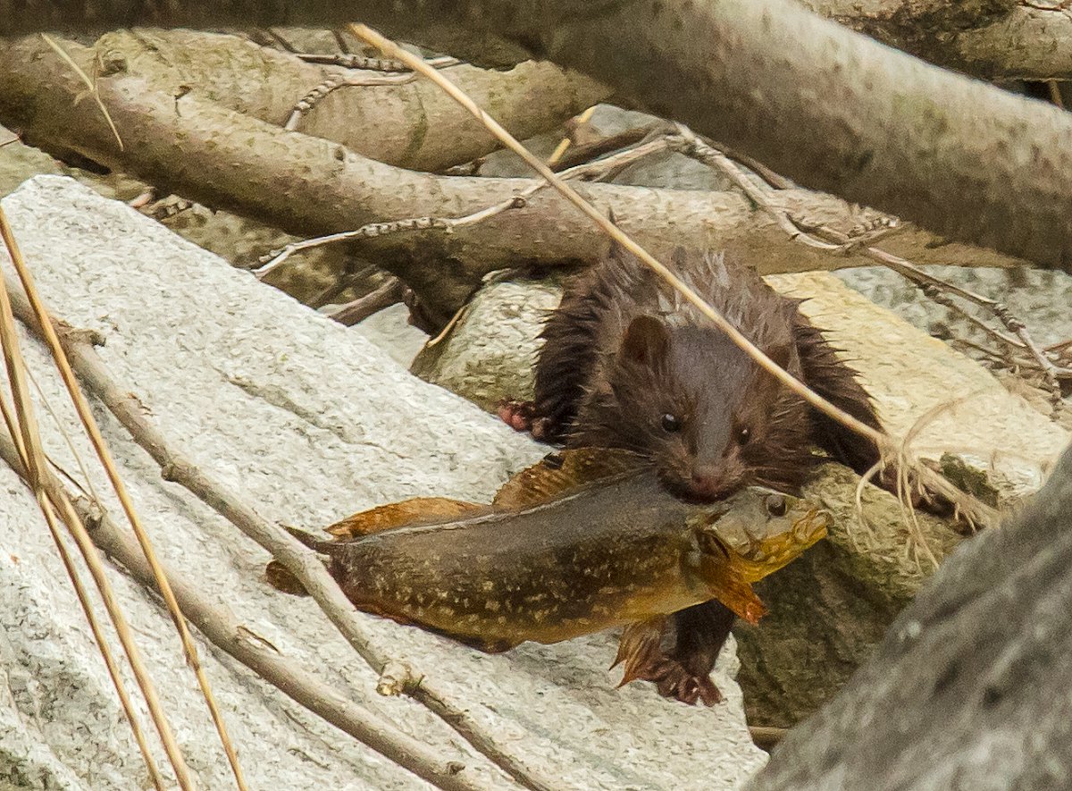 Вот это улов!