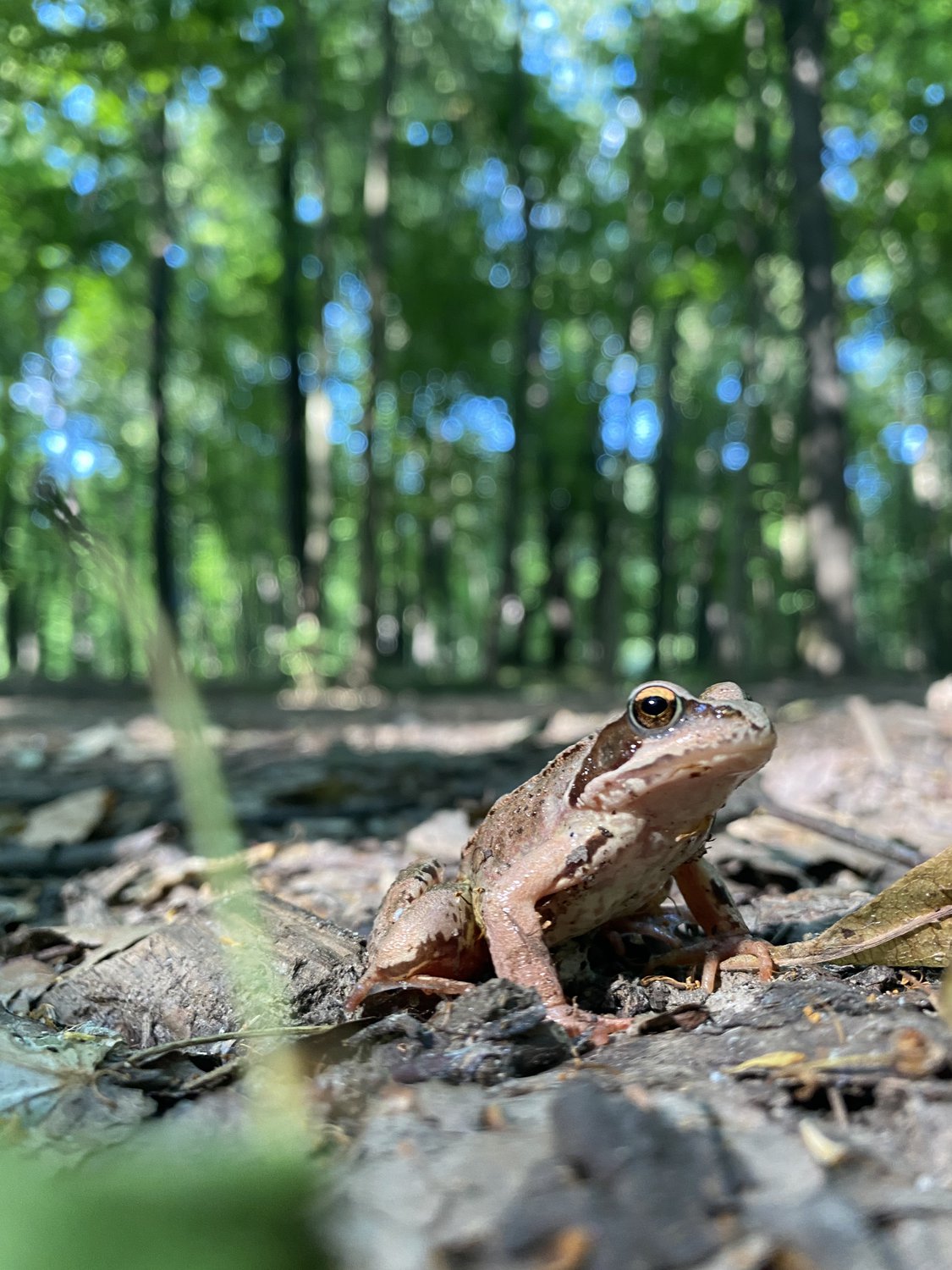 Невозмутимая маскировка