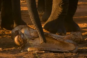 Слоны привели осиротевшего слоненка попрощаться с матерью: видео