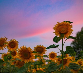 Подсолнухи на рассвете