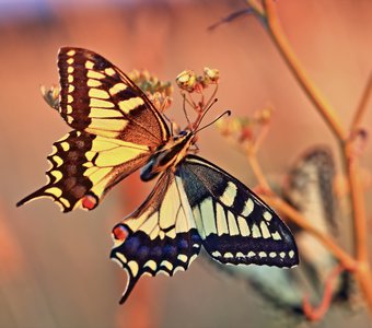 Papilio machaon Linnaeus в рассветных лучах