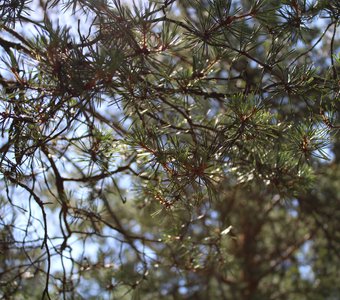 Жизнь в лесу