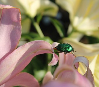 Один день из жизни жука