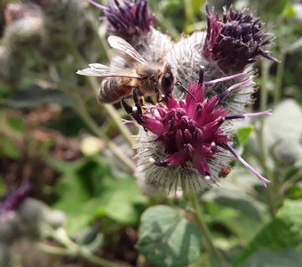 Последний медонос в этом году...