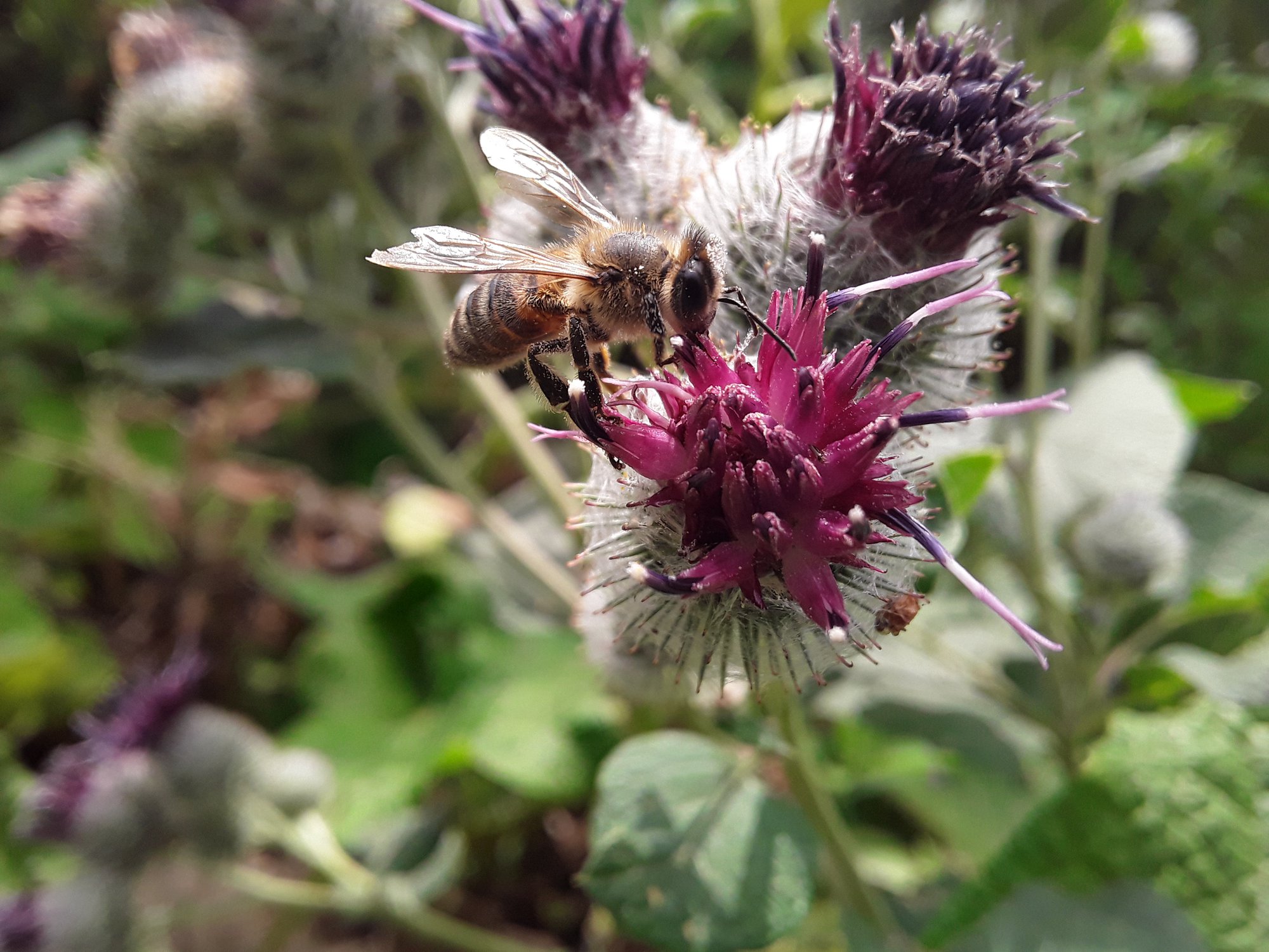 Последний медонос в этом году...