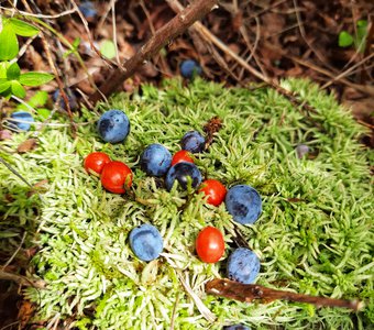 Ягода голубика