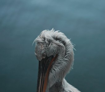 Задумчивый пеликан