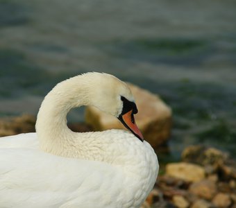 Морской лебедь