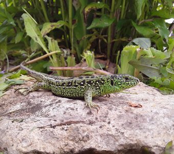 Красавица малахитка.