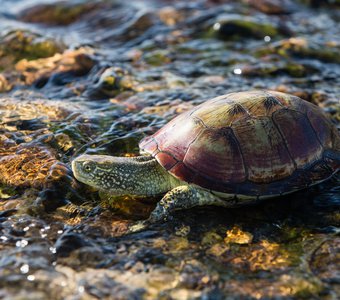 Европейская болотная черепаха. Река Шураозень, Дагестан