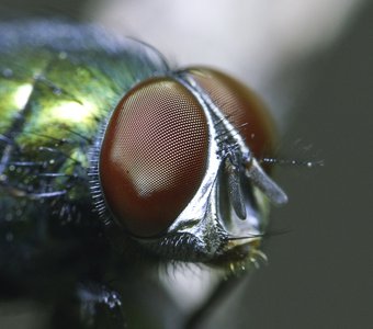 Глаз мухи