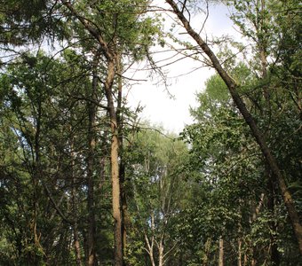 Жизнь в лесу