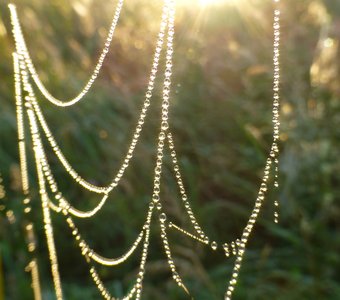 Утренние бусы