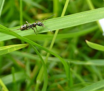 Путешественник