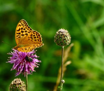бабочка на прекрасном цветке