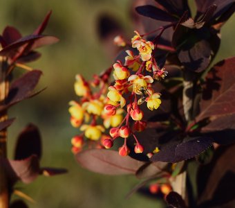 Желтые цветки на фоне темных листьев