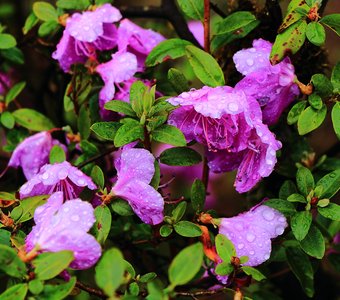 Красивый цветок в горах Алтая