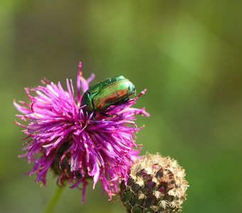 Яркий зеленый жук на розовом цветке