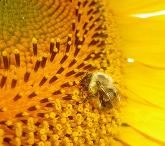 Пчелка собирает пыльцу
