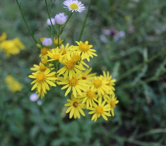 Осенний букет